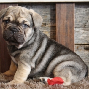 green eyed french bulldog