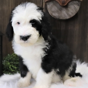 sheepadoodle puppy finder