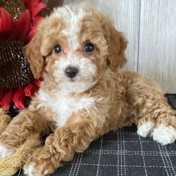 Crystal Cavapoo Puppy 636671 | PuppySpot