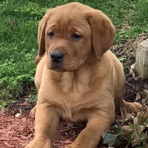 Scarlet A Fox Red Female Labrador Retriever Puppy Puppyspot