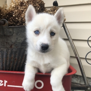 husky puppy girl