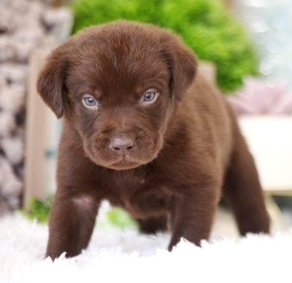 Stich Labrador Retriever Puppy 637511 Puppyspot Stich Labrador Retriever Puppy 637511