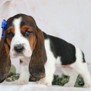 basset hound puppies for sale trading post