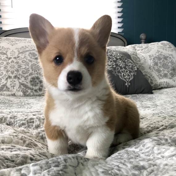 Popper A Red Male Pembroke Welsh Corgi Puppy 639351 Puppyspot Popper A Red Male Pembroke Welsh Corgi Puppy 639351 Puppyspot