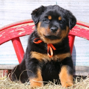 puppyspot rottweiler