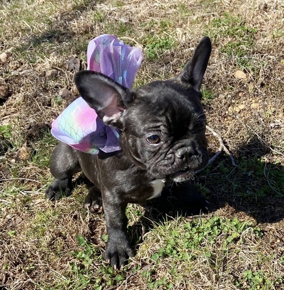 show me a french bulldog