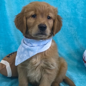 top quality golden retriever puppies