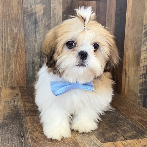 puppyspot shih tzu