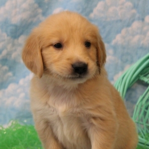 Boyd A Light Golden Male Golden Retriever Puppy 641771 Puppyspot