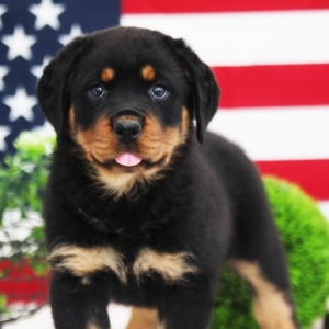 puppyspot rottweiler
