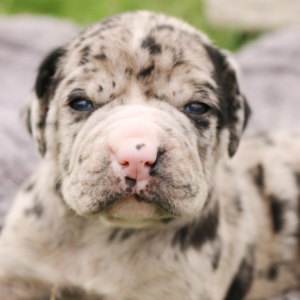 Ridley A Blue Merle White Male Alapaha Blue Blood Bulldog Puppy 642381 Puppyspot