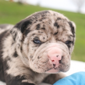 Ridley A Blue Merle White Male Alapaha Blue Blood Bulldog Puppy 642381 Puppyspot