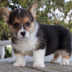 Troy A Black Tan White Male Pembroke Welsh Corgi Puppy 643471 Puppyspot