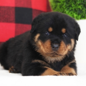 puppyspot rottweiler