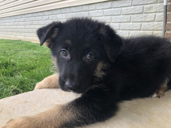 Frieda German Shepherd Dog Puppy Puppyspot