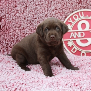 labrador retriever junior