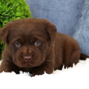 Brownie A Chocolate Male Labrador Retriever Puppy Puppyspot
