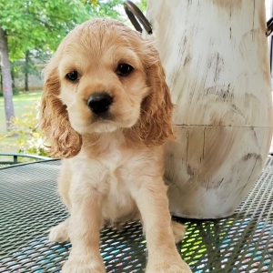 47++ Cocker spaniel puppies for sale ga