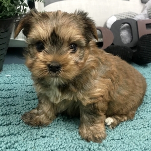 yorkshire terrier family