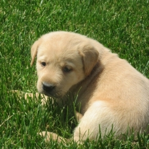 Clark A Yellow Male Labrador Retriever Puppy 645291 Puppyspot