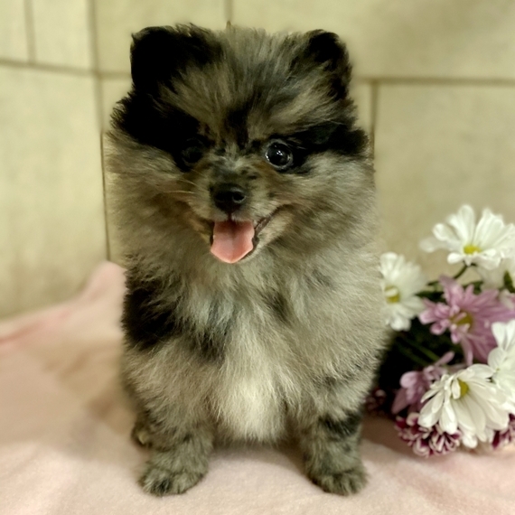 black pomeranian with blue eyes