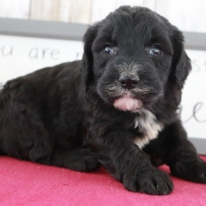 sheepadoodle puppy finder