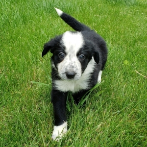 Cassie Border Collie Puppy 647801 Puppyspot