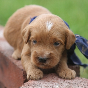 Get Golden Pyrenees Puppies For Sale Colorado Gallery