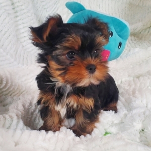 champion bloodline yorkie puppies for sale