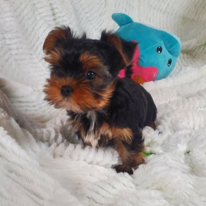 champion bloodline yorkie puppies for sale