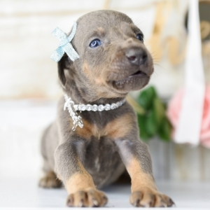 preloved miniature pinscher