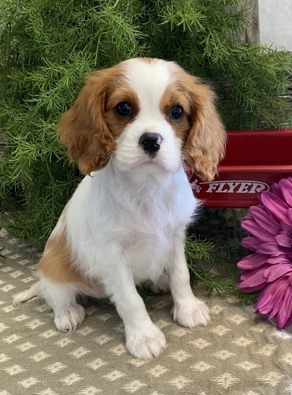 ginger king charles spaniel puppy