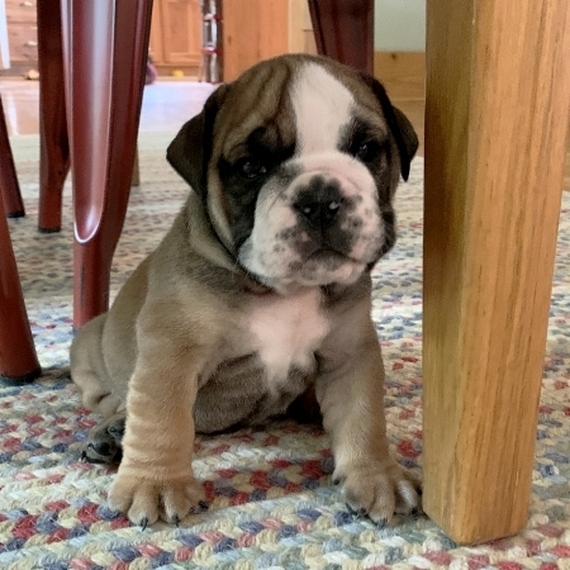 adorable bulldog puppies