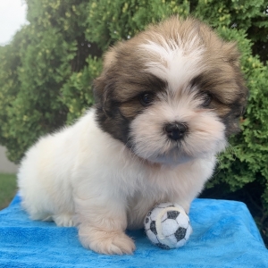 puppyspot shih tzu