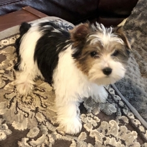 wire haired yorkshire terrier