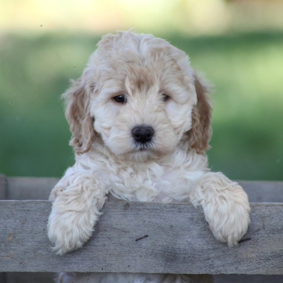 ava puppy large breed