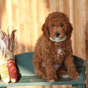 willow goldendoodles
