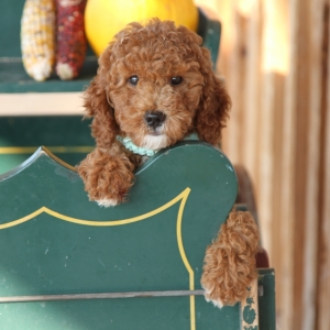 willow goldendoodles