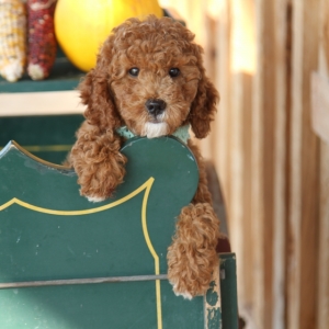 willow goldendoodles