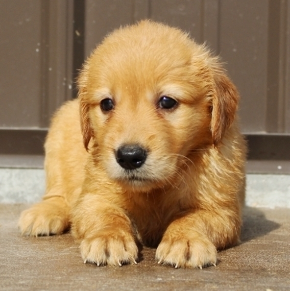 most beautiful golden retriever