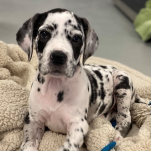 daniff puppy for sale