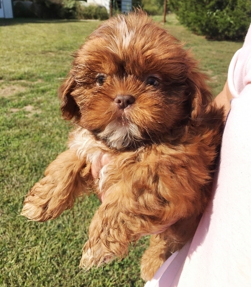 country home shih tzu
