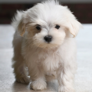 puppyspot maltese