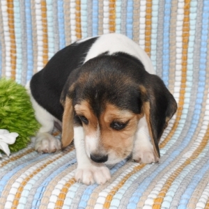 beagle puppies for sale north west