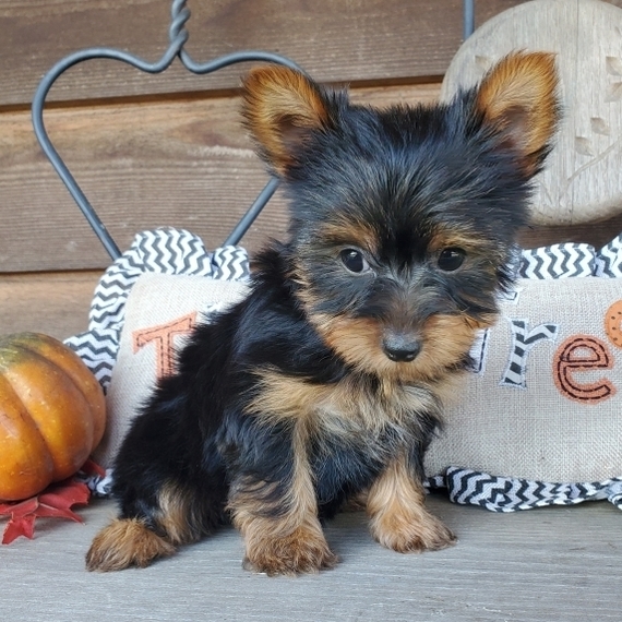 Paisley Yorkshire Terrier Puppy 656381 PuppySpot