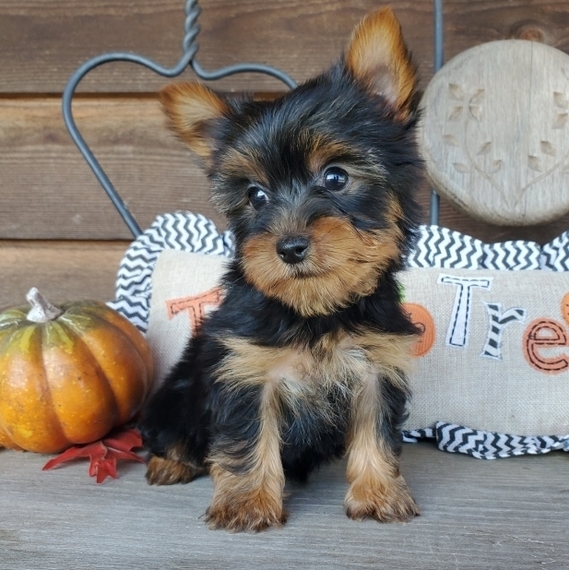 Paisley Yorkshire Terrier Puppy 656381 PuppySpot