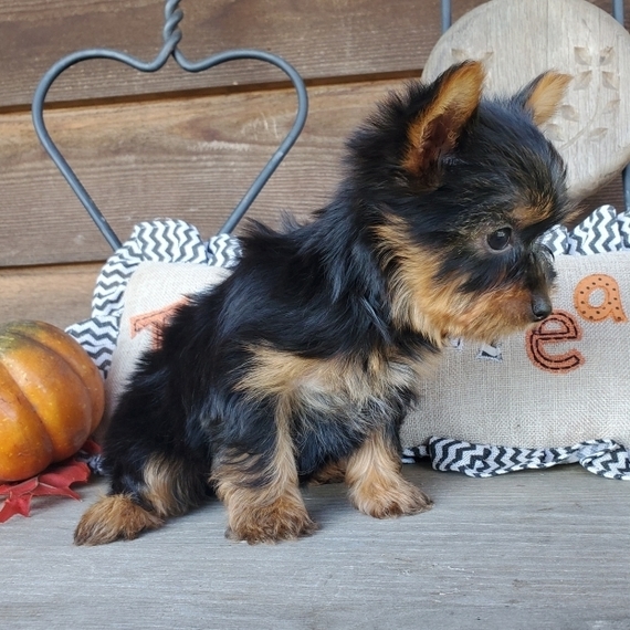 Paisley Yorkshire Terrier Puppy 656381 PuppySpot