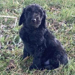 labradoodle newfoundland