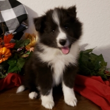 black and white sheltie puppies