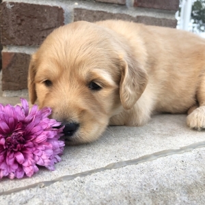 ava puppy medium breed